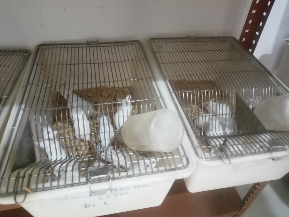 Animal House 4
